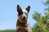 BOUVIER AUSTRALIEN 277